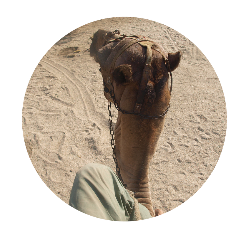 Camel for your film in Almeria, Spain