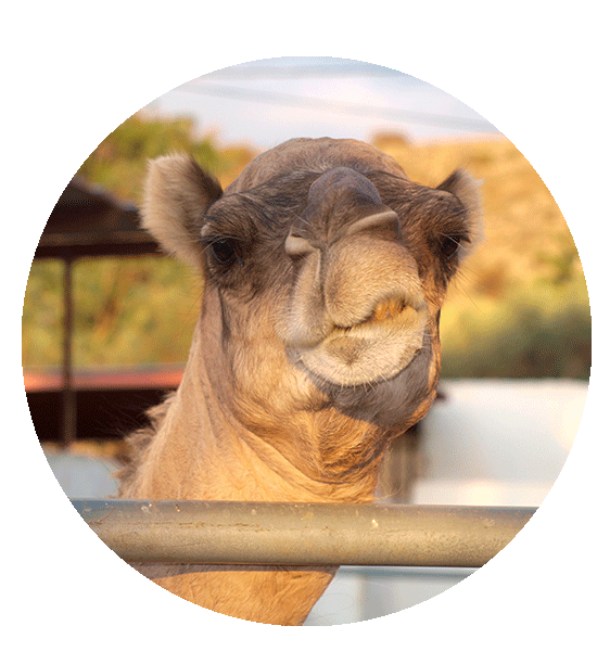 Camel for your film